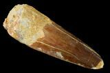 Spinosaurus Tooth - Real Dinosaur Tooth #154004-1